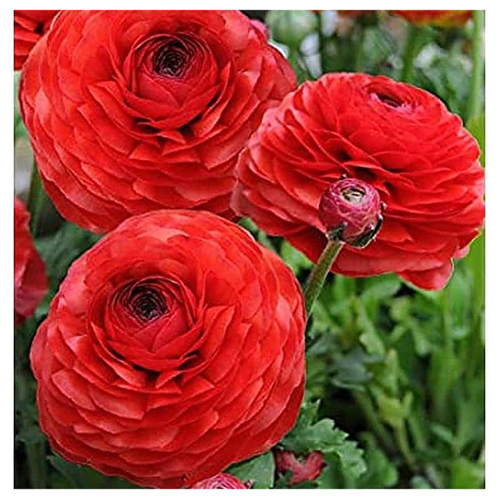 Red Ranunculus Flower Seeds for Planting – Heirloom, Non-GMO, High Germination Organic Garden Seeds | Neera Seeds product photo [neera-v4-237430702375b7559ba6]