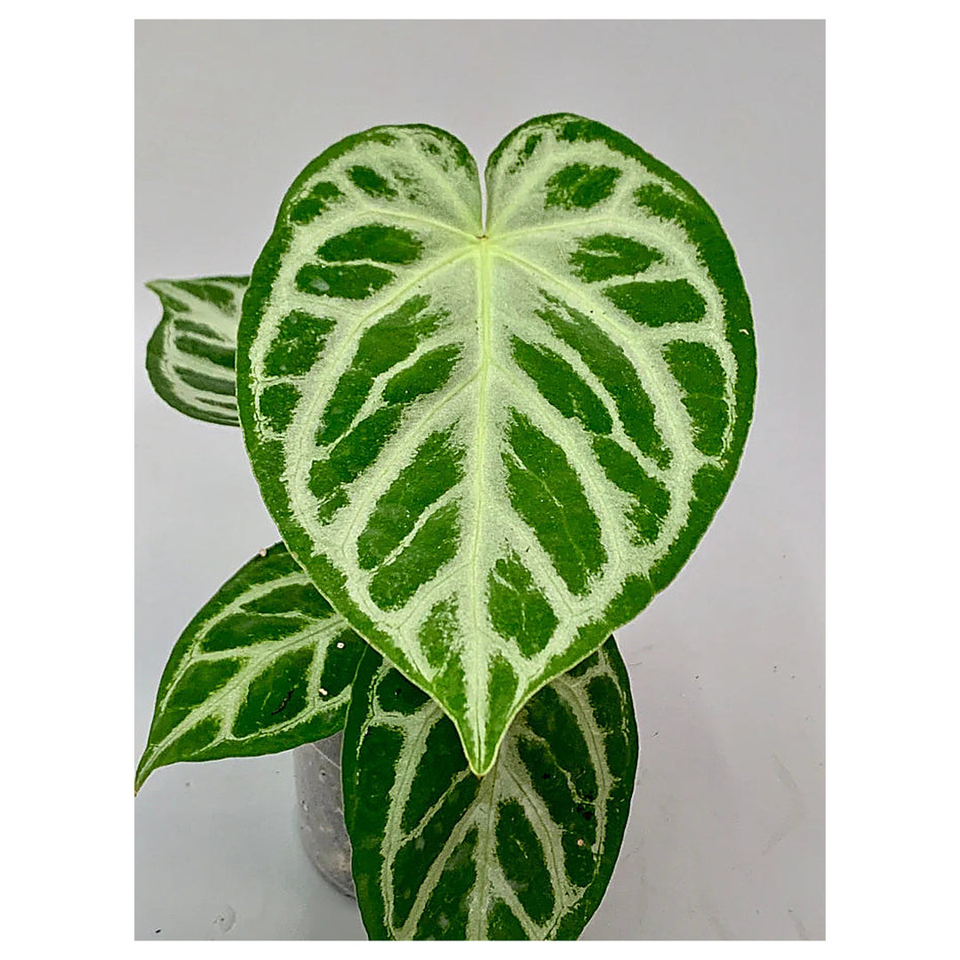 Anthurium crystallinum ‘Silver Queen’ Plant Seeds – Non-GMO Garden Seeds for Planting, High Germination Organic See | Neera Seeds product photo [neera-v4-237e8955904a25845b13]