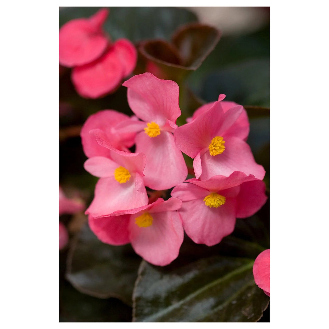 Heirloom Non-GMO Pink Begonia Flower Seeds for Planting – Shade-Loving Ornamental Seeds | Neera Seeds product photo [neera-v4-238aa95efde64f9d5c5a]
