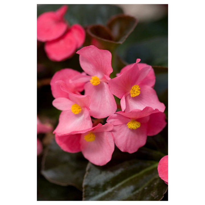 Heirloom Non-GMO Pink Begonia Flower Seeds for Planting – Shade-Loving Ornamental Seeds | Neera Seeds product photo [neera-v4-238aa95efde64f9d5c5a]