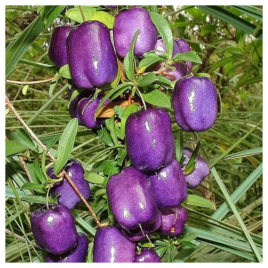 Purple Apple Berry Fruit Tree Seeds for Planting – Decorative Gardening, Heirloom, Non-GMO & Organic Garden Seeds | Neera Seeds product photo [neera-v4-23939ca8167b08638c3c]