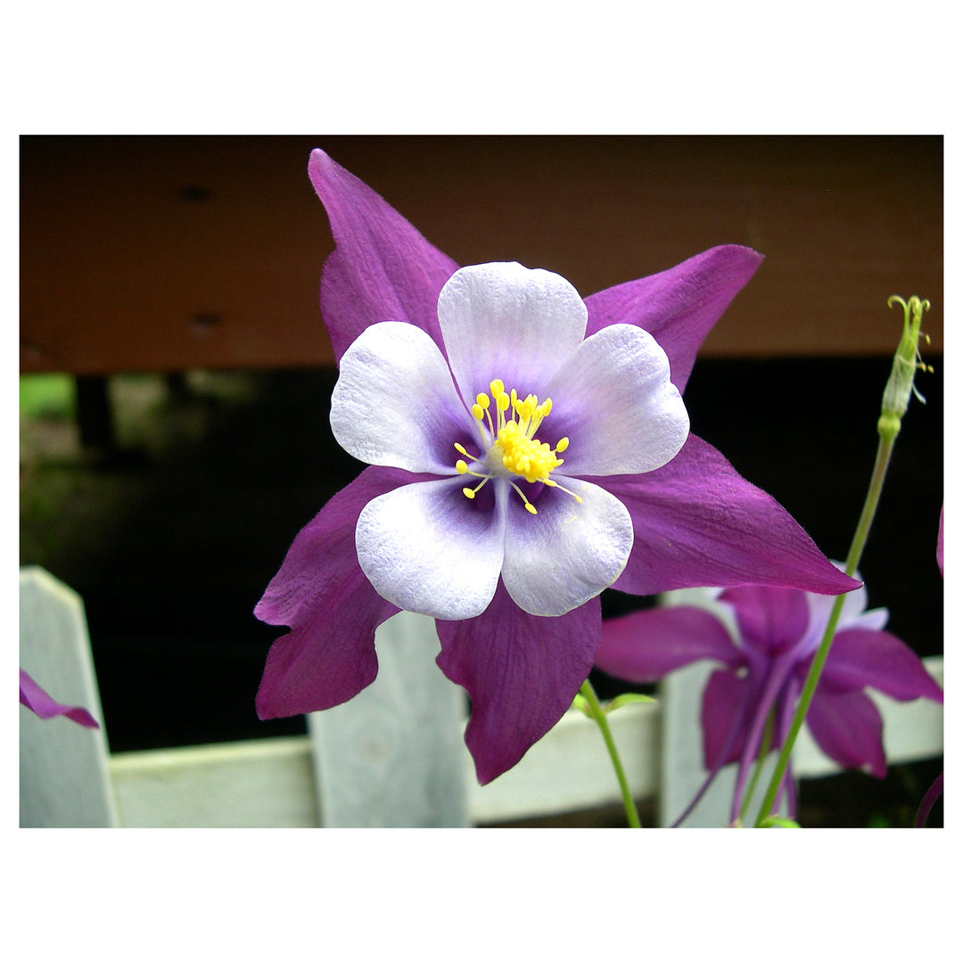Columbines Purple Flower Seeds for Planting – Organic, Heirloom, Non-GMO Seeds | Neera Seeds product photo [neera-v4-239459fc6af6fb9764ad]