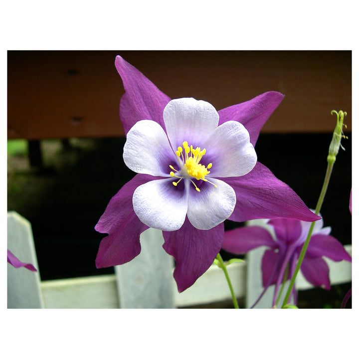 Columbines Purple Flower Seeds for Planting – Organic, Heirloom, Non-GMO Seeds | Neera Seeds product photo [neera-v4-239459fc6af6fb9764ad]