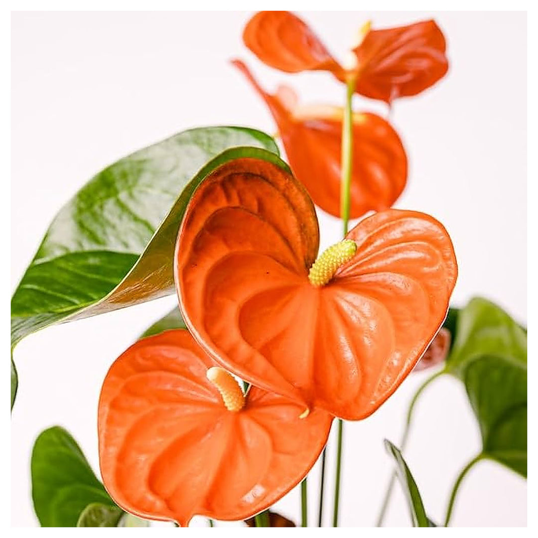 Anthurium Dark Orange Flower Seeds – Heirloom, Non-GMO, High Germination Organic Garden Seeds for Planting Exotic I | Neera Seeds product photo [neera-v4-2394f46fe9be2311bc6f]