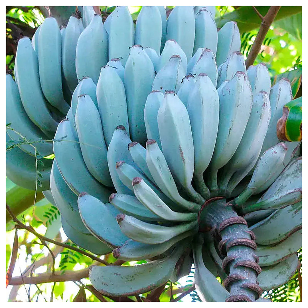 Blue Java Banana (Ice Cream Banana) Fruit Seeds for Planting – Heirloom Non-GMO Organic Garden Seeds | Neera Seeds product photo [neera-v4-23a5d6a6cfb56d33a089]