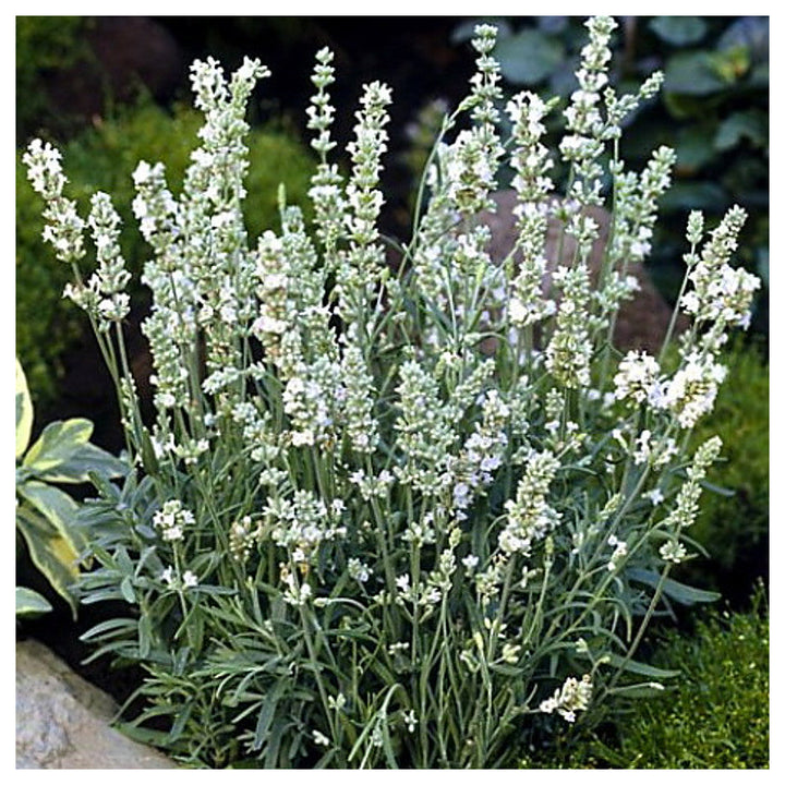Heirloom Non-GMO White Lavender Seeds for Planting – High Germination Organic Garden Seeds | Neera Seeds product photo [neera-v4-23a8ccd52ac482c71aa2]