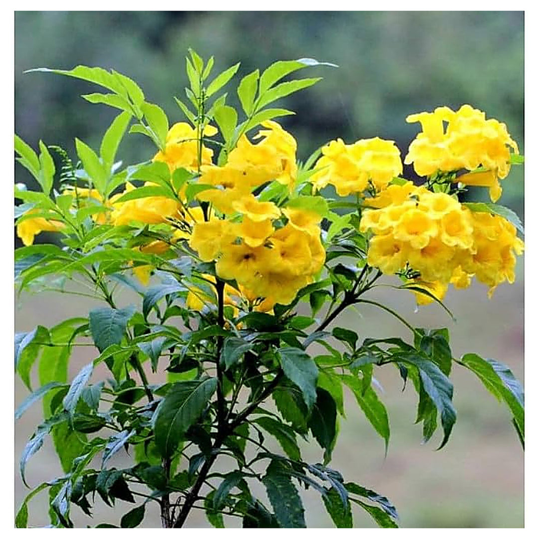 Yellow Alcea Ficifolia Flower Seeds for Planting – Vibrant, Hardy, Fast-Growing Blooms | Neera Seeds product photo [neera-v4-23abf3c3e54949ca8f8f]