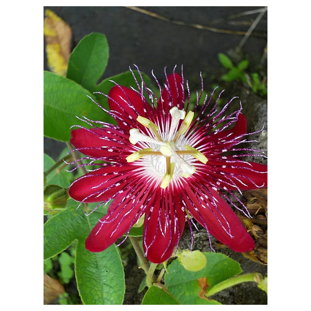 Heirloom Passion Flower Seeds, Non-GMO Exotic Vining Blooms for Tropical Garden Planting | Neera Seeds product photo [neera-v4-23aefeb4bc09936818b7]