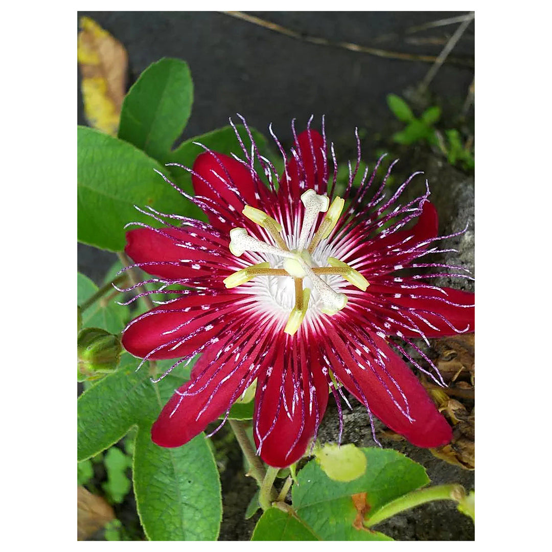 Heirloom Passion Flower Seeds, Non-GMO Exotic Vining Blooms for Tropical Garden Planting | Neera Seeds product photo [neera-v4-23aefeb4bc09936818b7]