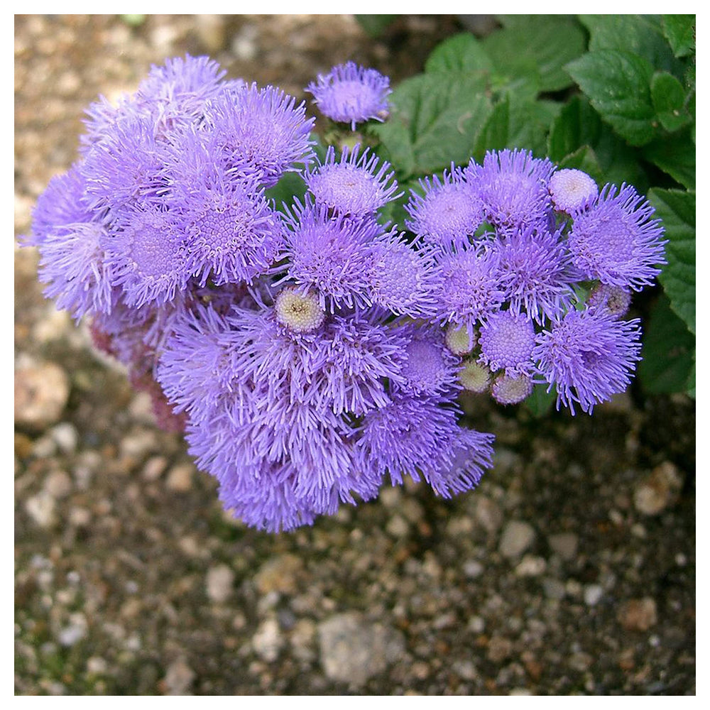 Heirloom Conoclinium Coelestinum Seeds – Non-GMO Flower Seeds for Planting | High Germination Organic Garden Blooms | Neera Seeds product photo [neera-v4-23b9608bda3d0cf2855b]
