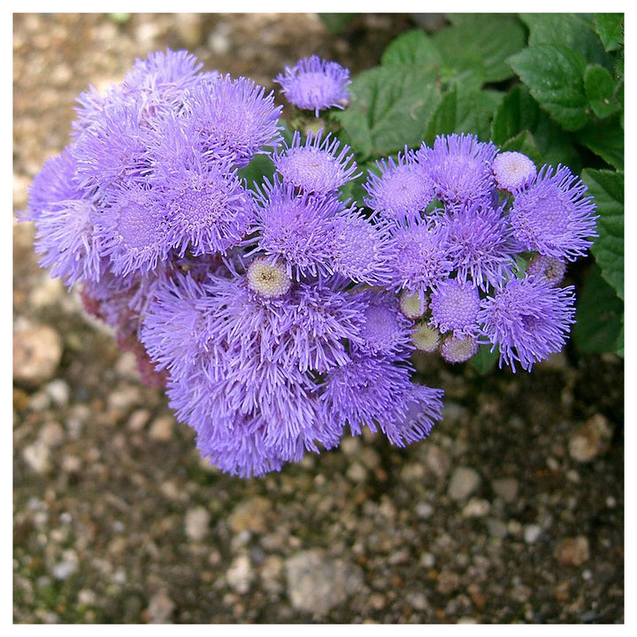 Heirloom Conoclinium Coelestinum Seeds – Non-GMO Flower Seeds for Planting | High Germination Organic Garden Blooms | Neera Seeds product photo [neera-v4-23b9608bda3d0cf2855b]