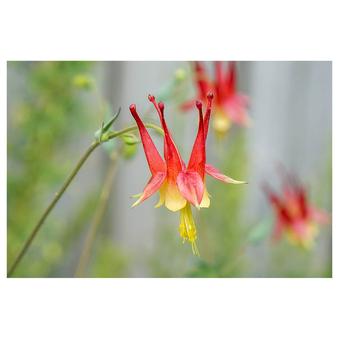 Orange Columbine Flower Seeds for Planting – Heirloom, Non-GMO, High Germination Organic Garden Seeds | Neera Seeds product photo [neera-v4-23c543ef0565f88fa92a]