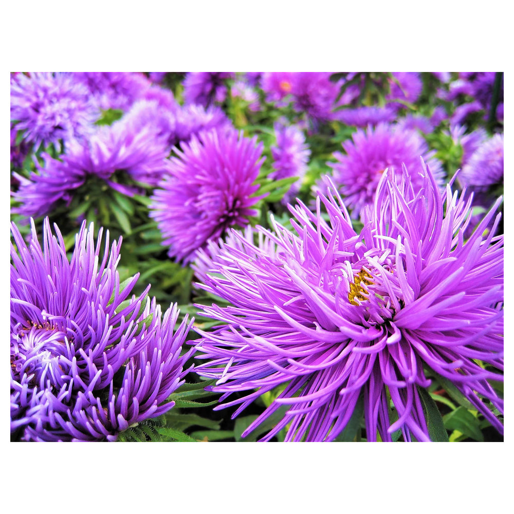 Heirloom Non-GMO China Aster Flower Seeds for Planting – Beautiful Blooming Garden Seeds | Neera Seeds product photo [neera-v4-23c603955639ffc80277]