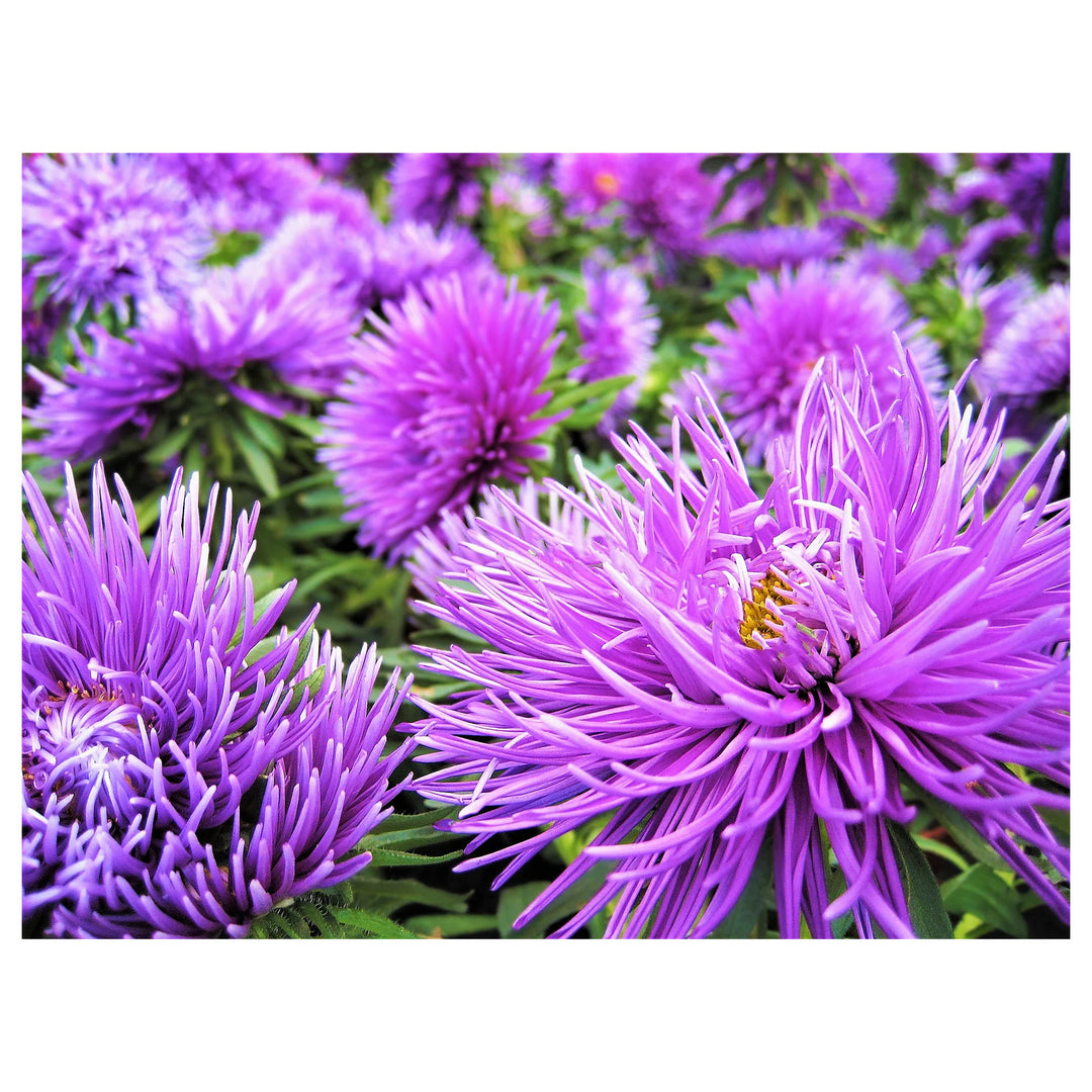Heirloom Non-GMO China Aster Flower Seeds for Planting – Beautiful Blooming Garden Seeds | Neera Seeds product photo [neera-v4-23c603955639ffc80277]