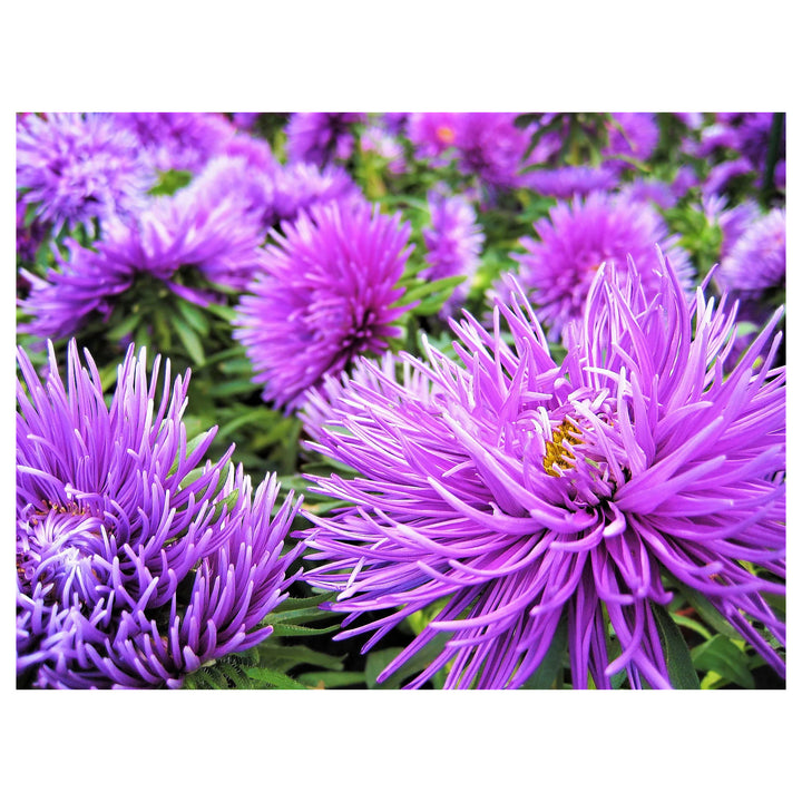 Heirloom Non-GMO China Aster Flower Seeds for Planting – Beautiful Blooming Garden Seeds | Neera Seeds product photo [neera-v4-23c603955639ffc80277]