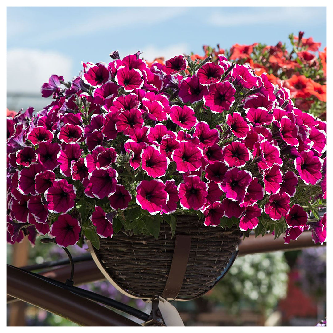 Bonsai Petunia Flower Planting Indoor Balcony Garden Flower Seeds Home Garden Planting, | Neera Seeds product photo [neera-v4-23d164c83c451b9af58c]