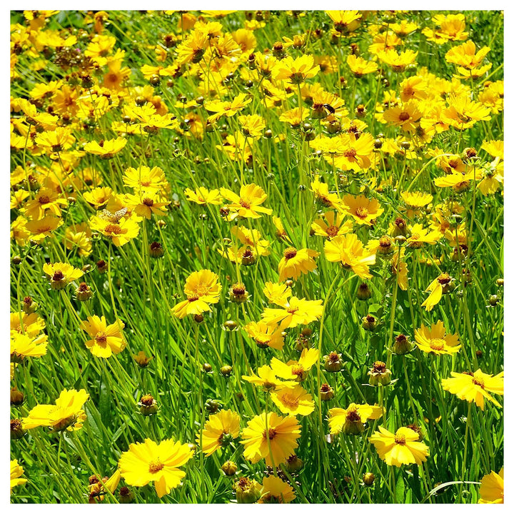 Coreopsis Rosea Coreopsis Rosea For Planting Flower Seeds for Home Garden Planting, Ornamental | Neera Seeds product photo [neera-v4-23d66efa6c04ccef69da]