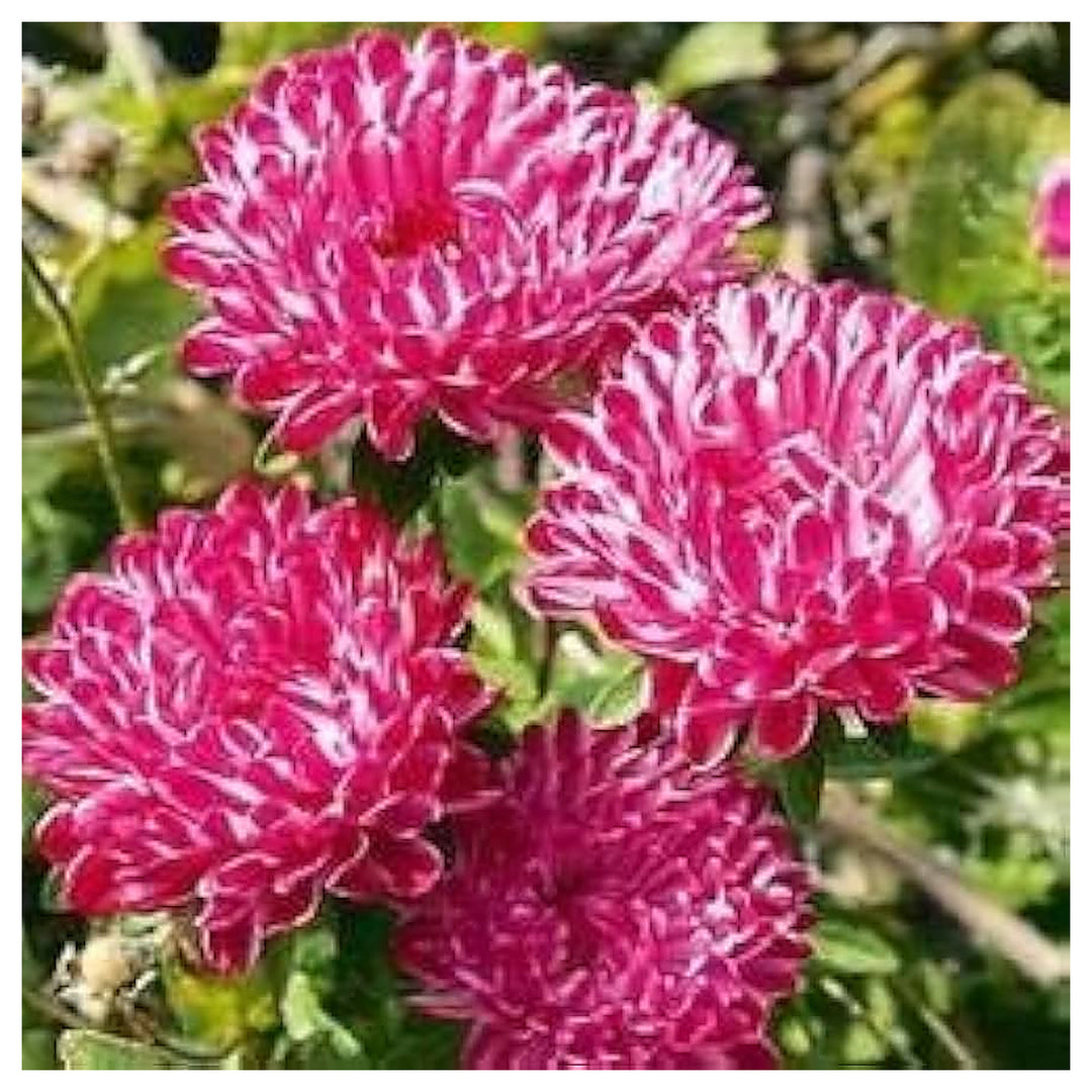 Dark Maroon Aster Heirloom Non-GMO Seeds for Planting – High Germination Organic Garden Seeds for Late Season Bloom | Neera Seeds product photo [neera-v4-23d6c4adc7fec21963d1]
