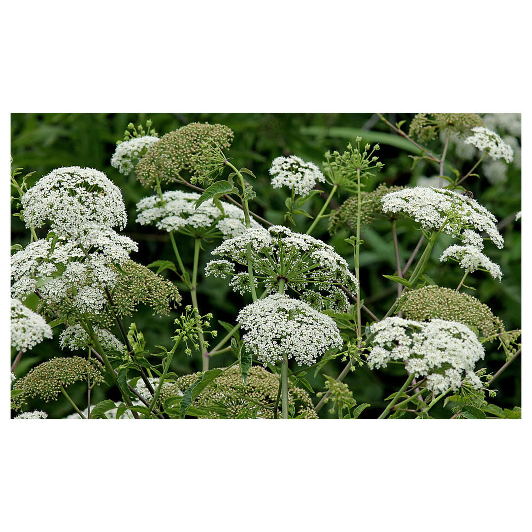 Heirloom Non-GMO Cicuta Maculata Flower Seeds for Planting – Unique Wetland Wildflower Blooms | Neera Seeds product photo [neera-v4-23e483b0452abb444d60]