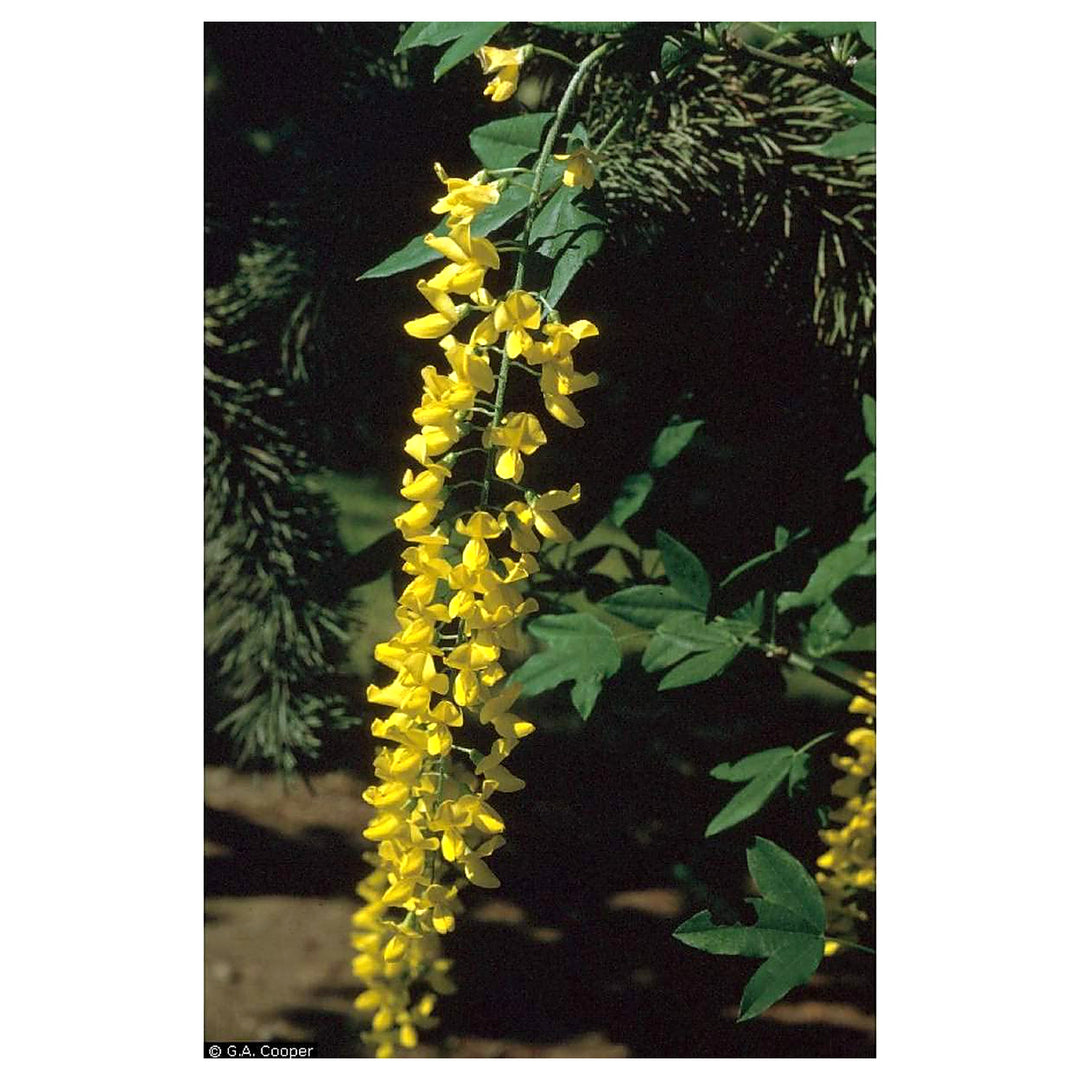 Golden Shower Tree Seeds (Laburnum anagyroides) – Fast Growing Ornamental Yellow Flowering Tree Seeds for Home Gard | Neera Seeds product photo [neera-v4-23eea46353bfcde3aa03]
