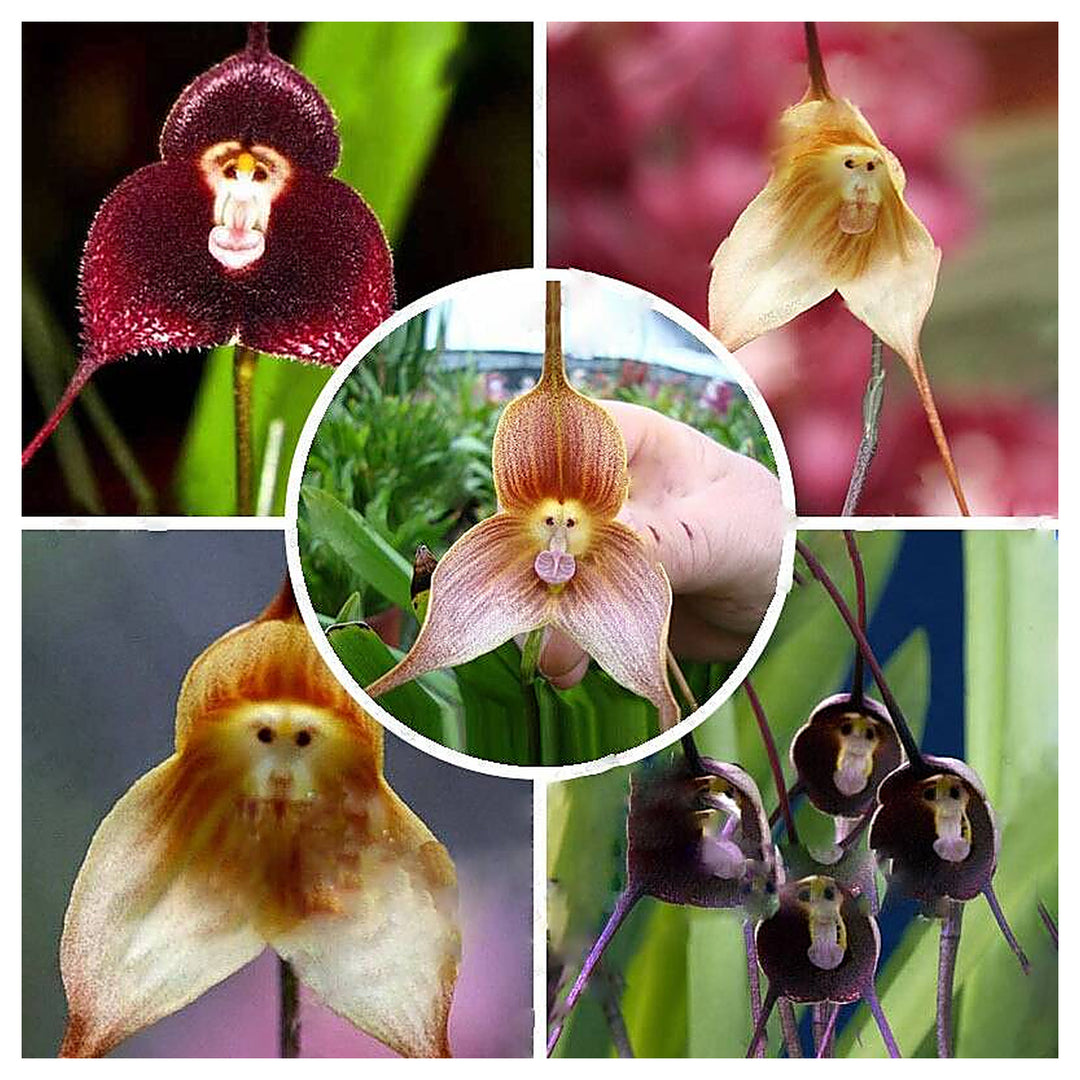 Heirloom Monkey Orchid Flower Seeds, Non-GMO Rare Blooms for Garden Planting | Neera Seeds product photo [neera-v4-23f716d6ed0e55cdcf6e]