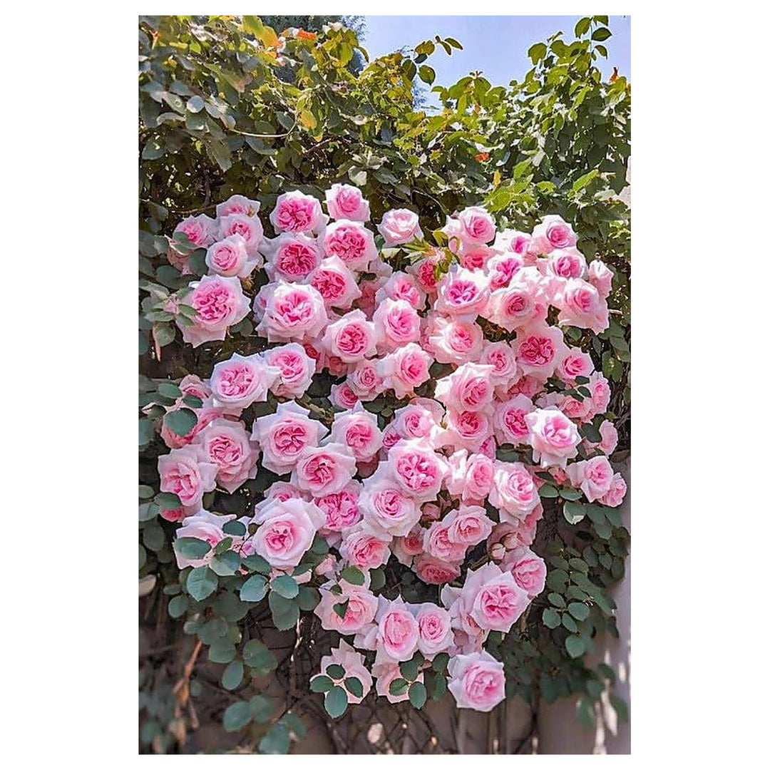 Light Pink Climbing Rose Plant Seeds for Planting | Heirloom Non-GMO High Germination Organic Garden Seeds | Neera Seeds product photo [neera-v4-2404c44f9e9ad3935250]
