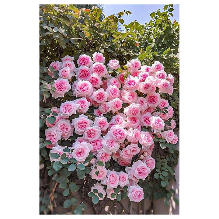 Light Pink Climbing Rose Plant Seeds for Planting | Heirloom Non-GMO High Germination Organic Garden Seeds | Neera Seeds product photo [neera-v4-2404c44f9e9ad3935250]