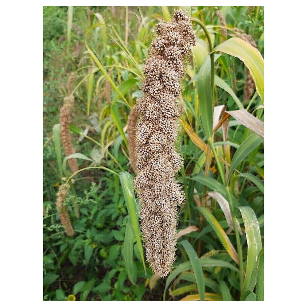 White Wonder Millet Seeds (Setaria italica) – Heirloom, Non-GMO Foxtail Millet Seeds for Planting and Organic Farmi | Neera Seeds product photo [neera-v4-242def9a432ea196ad4f]