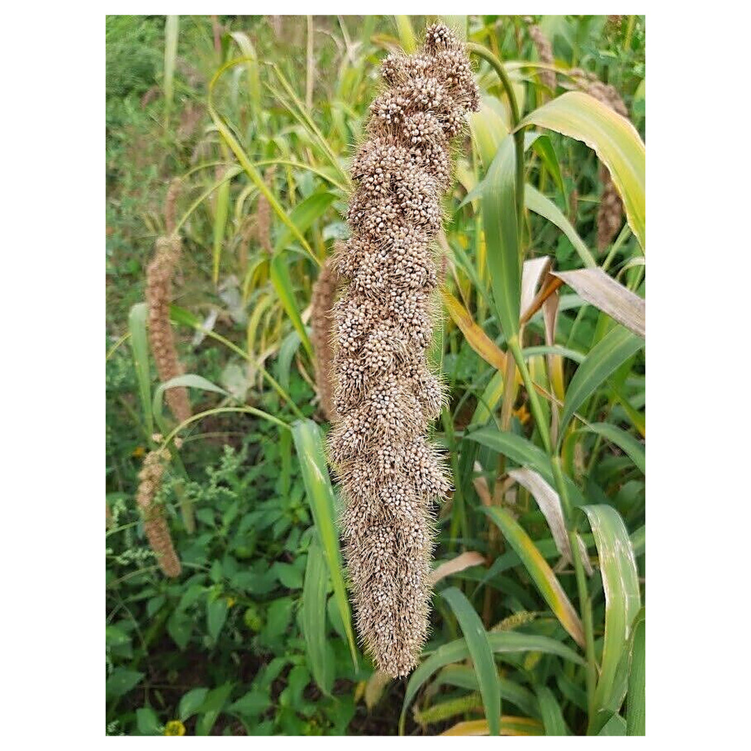 White Wonder Millet Seeds (Setaria italica) – Heirloom, Non-GMO Foxtail Millet Seeds for Planting and Organic Farmi | Neera Seeds product photo [neera-v4-242def9a432ea196ad4f]