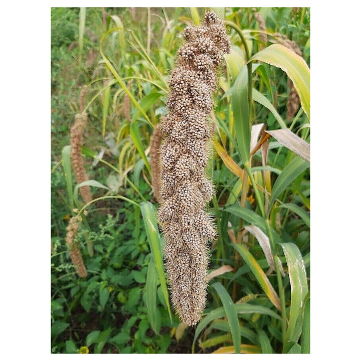 White Wonder Millet Seeds (Setaria italica) – Heirloom, Non-GMO Foxtail Millet Seeds for Planting and Organic Farmi | Neera Seeds product photo [neera-v4-242def9a432ea196ad4f]