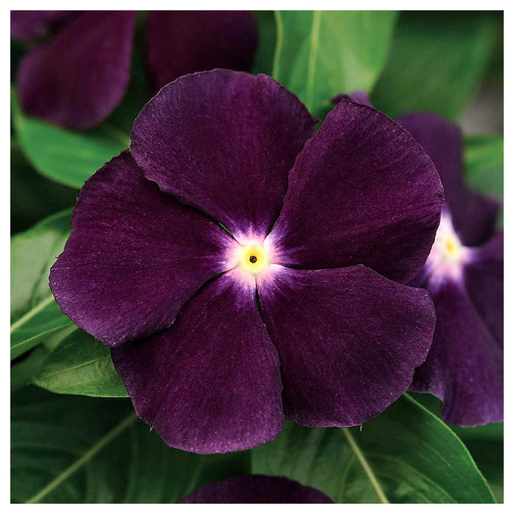 Vinca Flower Seeds for Planting – 100 pcs Heirloom Non-GMO High Germination Organic Garden Blooms | Neera Seeds product photo [neera-v4-243334f9d42d3719e428]