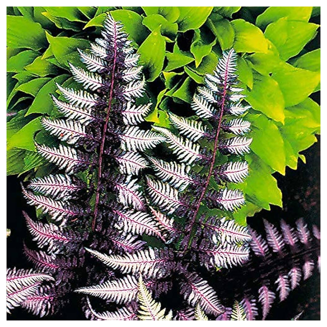 Purple Fern Plant Seeds – Heirloom Non-GMO, Easy to Grow Indoor & Outdoor Ornamental Plant | Neera Seeds product photo [neera-v4-24340226f7f65ed9b1e2]