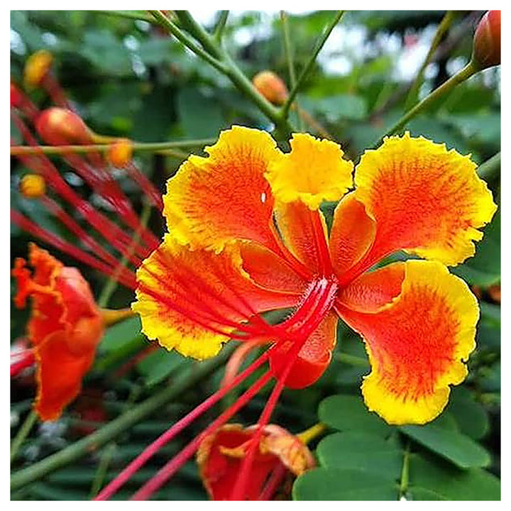 Caesalpinia Pulcherrima Seeds – Organic, Heirloom Non-GMO Peacock Flower Seeds for Vibrant Garden Blooms | Neera Seeds product photo [neera-v4-243409c0c4ff656aa965]