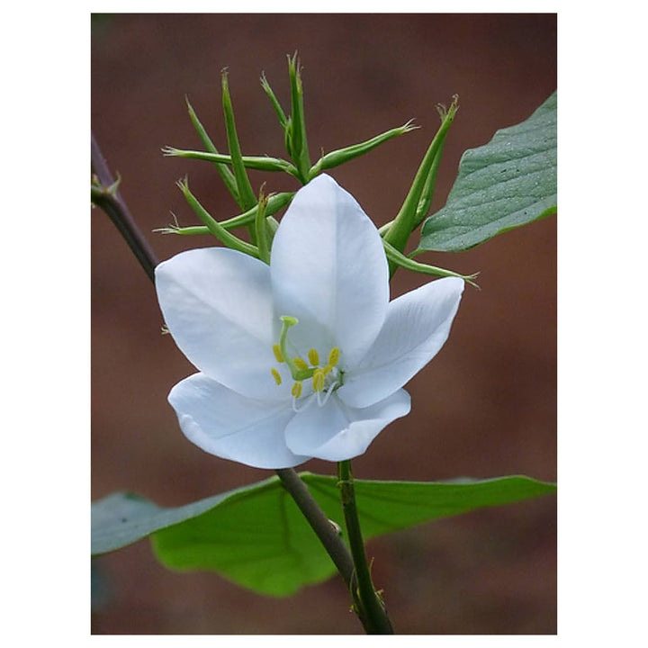 White Racemosa Flower Seeds for Planting – Heirloom, Non-GMO, High Germination Organic Garden Seeds | Neera Seeds product photo [neera-v4-24341264d2d114e1914d]