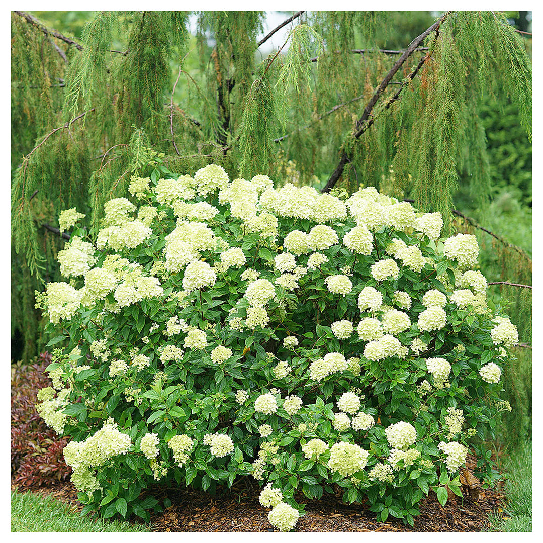 Little Lime Hydrangea Flower Seeds for Planting | Heirloom Non-GMO High Germination Organic Garden Seeds | Neera Seeds product photo [neera-v4-2435a7a58ec48aa87e44]