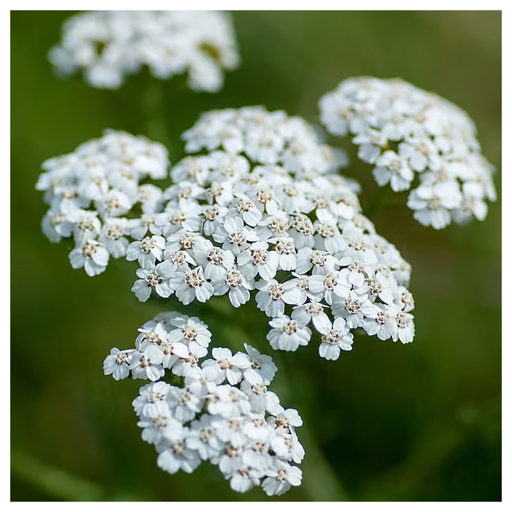 Yarrow Milfoil Seeds for Planting – Heirloom, Non-GMO Medicinal Herb & Pollinator-Friendly Perennial Flowers | Neera Seeds product photo [neera-v4-243cdd2e8677be3b46a2]