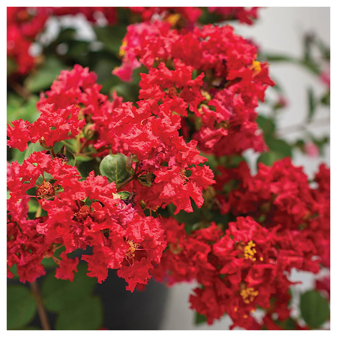 Lagerstroemia Flower Seeds – Heirloom Non-GMO Crape Myrtle Seeds for Colorful Garden Blossoms | Neera Seeds product photo [neera-v4-244497624e1cbcc99ae5]