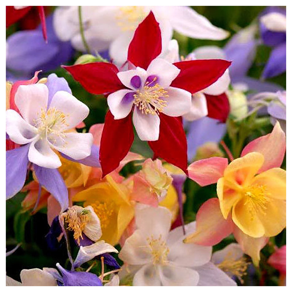 Heirloom Red White Columbine Flower Seeds for Garden Planting – Elegant Perennial Blooms | Neera Seeds product photo [neera-v4-244b1885b098411fd0a8]