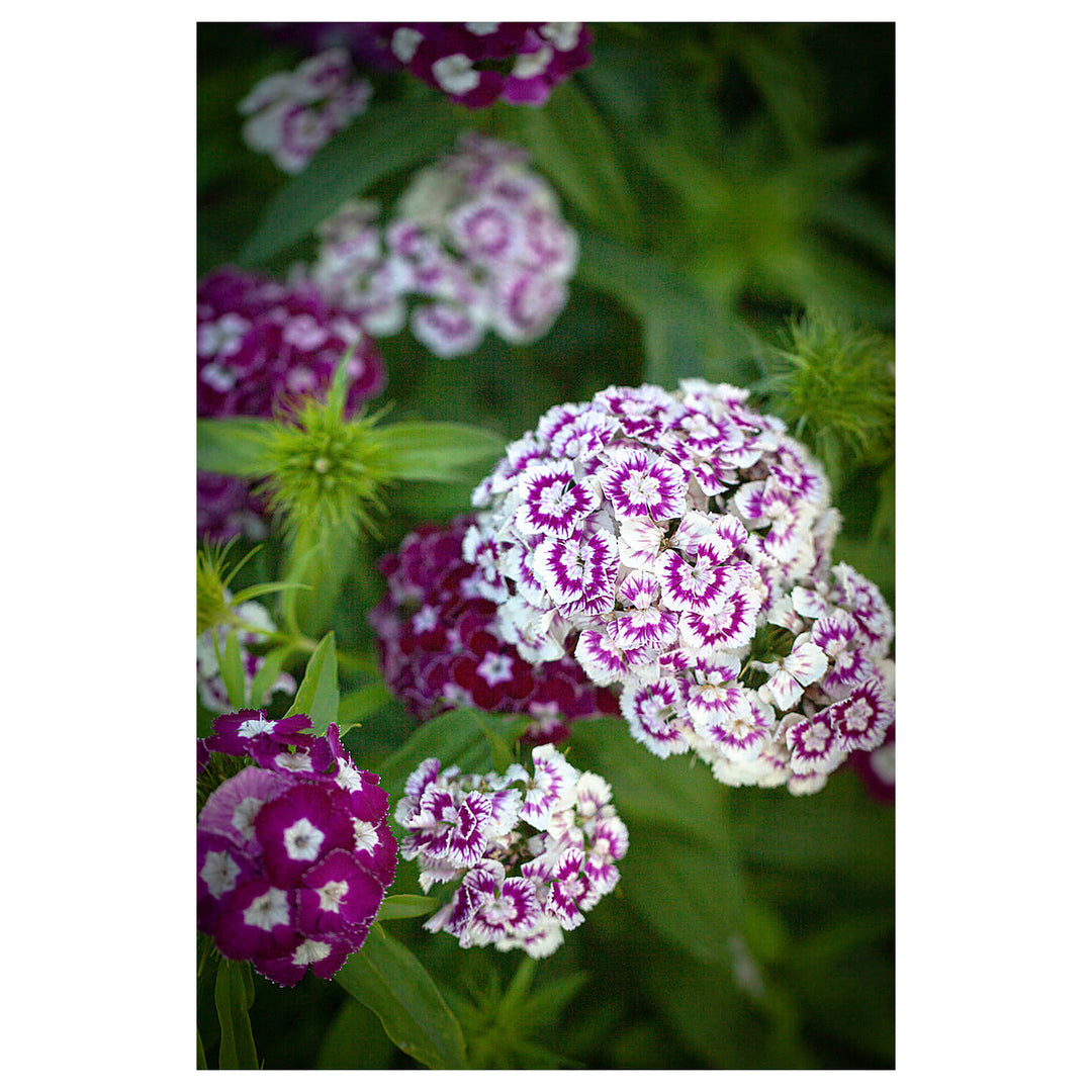 Organic Dianthus Flower Seeds Purple &amp; White for Planting – Heirloom, Non-GMO | Neera Seeds product photo [neera-v4-244bfe4d77043f1b8b1f]