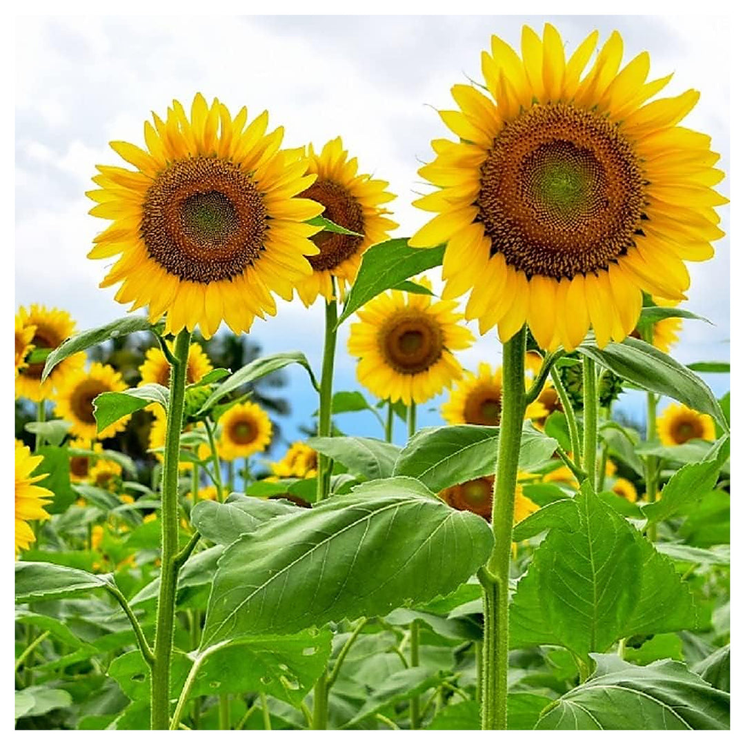 Mammoth Sunflower Flower Seeds – Heirloom, Non-GMO, High Germination Organic Garden Seeds for Planting | Neera Seeds product photo [neera-v4-2453755b83382ae49ae2]