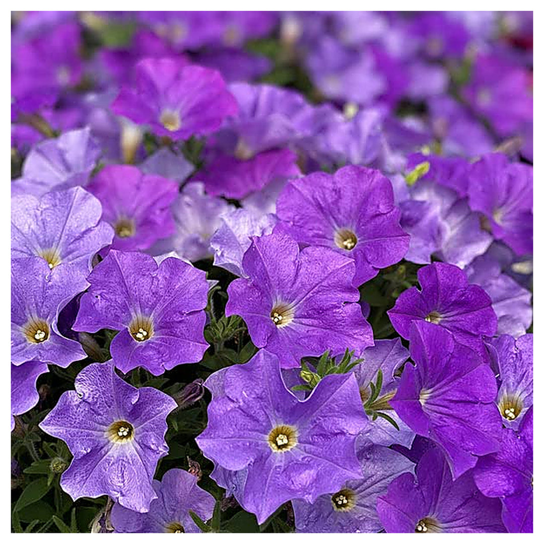 Blue Phantom Petunia Flower Seeds for Home Garden Planting, Fragrant Organic Blooming Collection | Neera Seeds product photo [neera-v4-247b97caa0f5d1dde604]