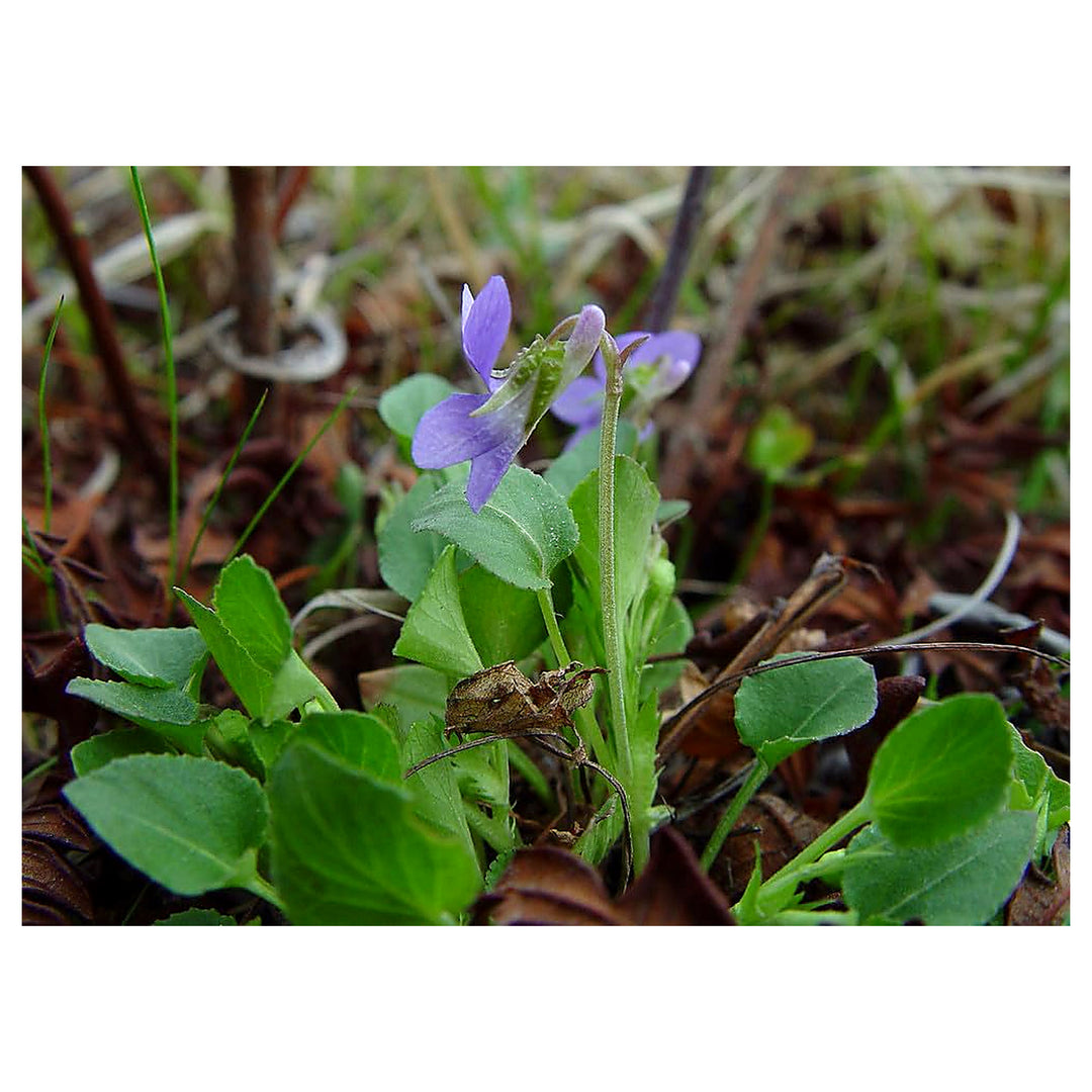 Heirloom Non-GMO Viola Alba Flower Seeds for Planting – Elegant White Blooming Organic Garden Seeds | Neera Seeds product photo [neera-v4-249ca2f4423da566c856]