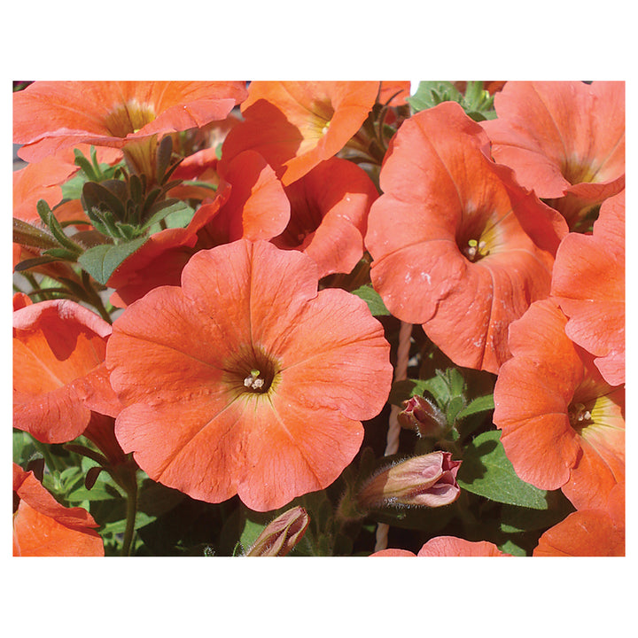 Orange Petunia Flower Seeds for Planting – Heirloom, Non-GMO, High Germination Organic Garden Seeds | Neera Seeds product photo [neera-v4-249feba588ce88fc639b]