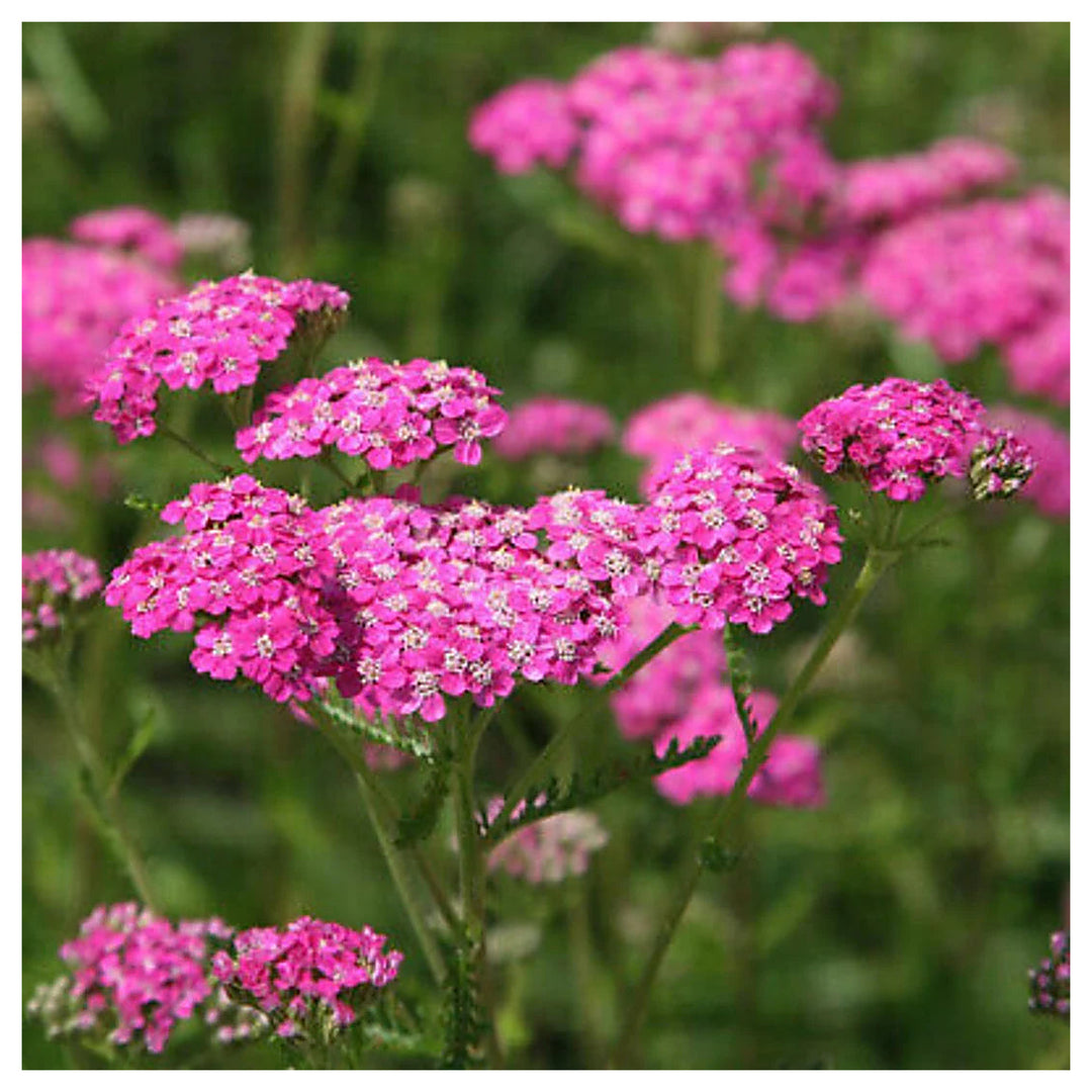 Heirloom Pink Yarrow Flower Seeds for Planting – Non-GMO, Vibrant Color Blooms | Neera Seeds product photo [neera-v4-24a487f5fe0029f8ef08]