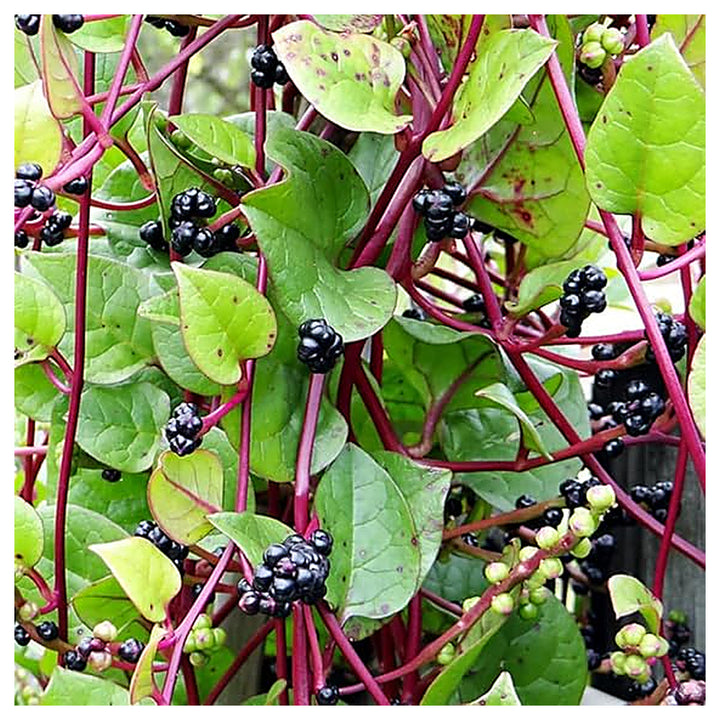Malabar Spinach Seeds for Planting – High Yield, Fast-Growing Leafy Vegetable Seeds | Neera Seeds product photo [neera-v4-24a9c7632474218e1b4e]