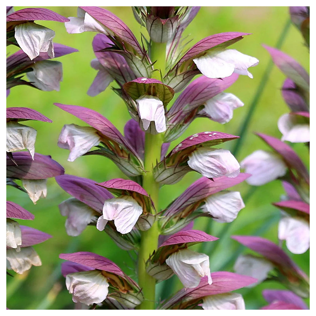 Purple White Acanthus Plant Seeds – Heirloom Non-GMO Bear’s Breeches Seeds for Bold Garden Foliage | Neera Seeds product photo [neera-v4-24b0ab9e43c297629499]