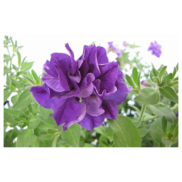 Double Violet Petunia Flower Seeds for Planting - Heirloom, NON-GMO, Easy to Grow Garden Blooms | Neera Seeds product photo [neera-v4-24b6bd324859ee502c1d]