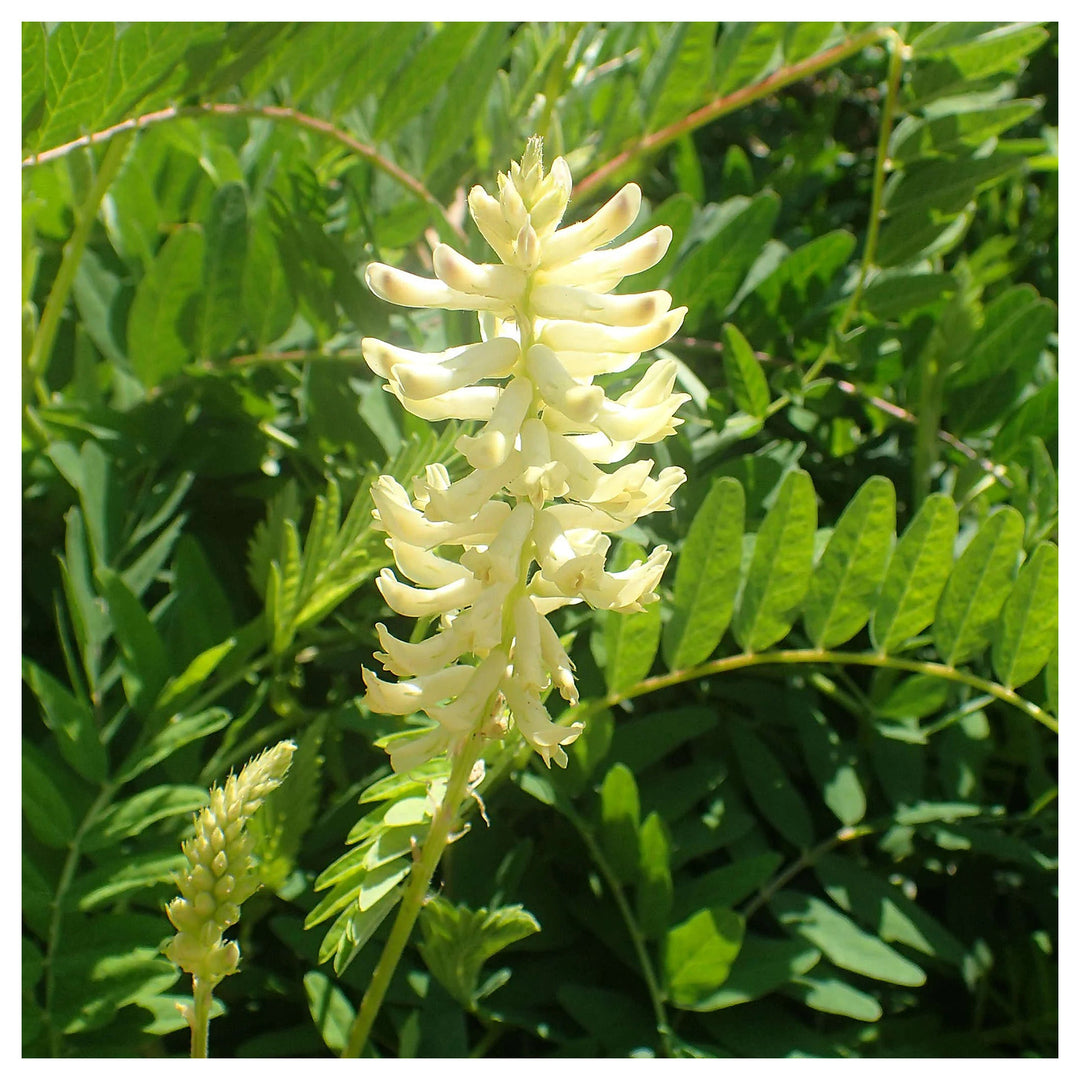 Organic Heirloom Non-GMO Astragalus Seeds for Planting – White Garden Blooms | Neera Seeds product photo [neera-v4-24ba457f7d764aecd04c]