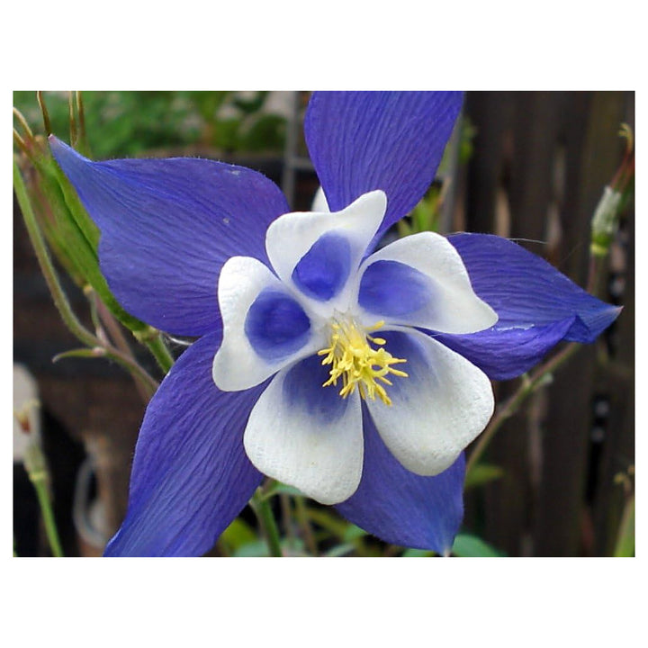 Columbine Flower Seeds Heirloom Non GMO Planting - 100 pcs | Neera Seeds product photo [neera-v4-24c7d369b71e29709458]