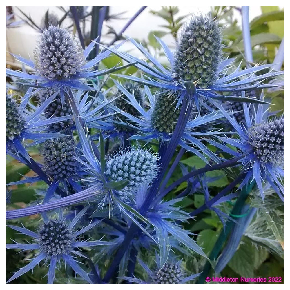 Heirloom Eryngium Planum Flower Seeds Non-GMO for Garden Planting Spiky Blue Blooms | Neera Seeds product photo [neera-v4-24cc21572ebb9737d7cc]